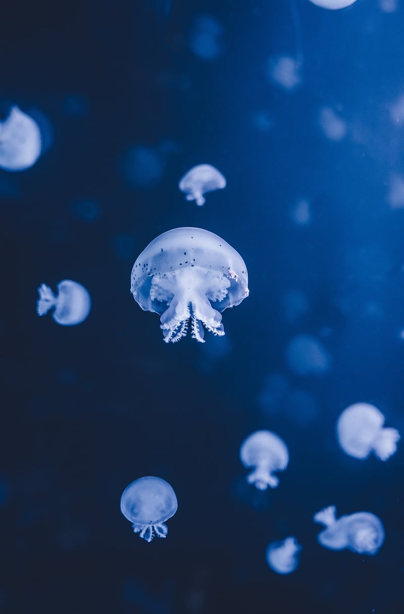 Underwater Fantasy
